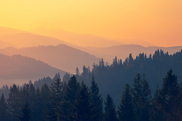 关于菩提树下唯美句子集锦60句