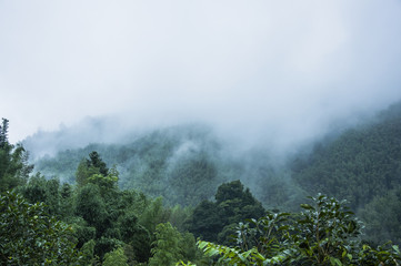 关于菩提树下唯美句子集锦60句